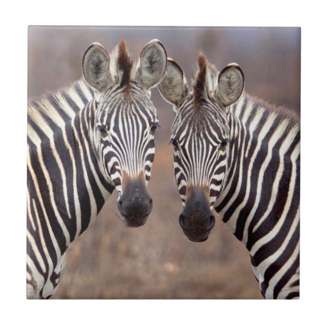 Azulejo De Cerâmica Zebras-comuns, Parque Nacional Kruger (Frente)