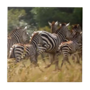 Azulejo De Cerâmica Zebras em Movimento: Uma Viagem de Mil Milhas
