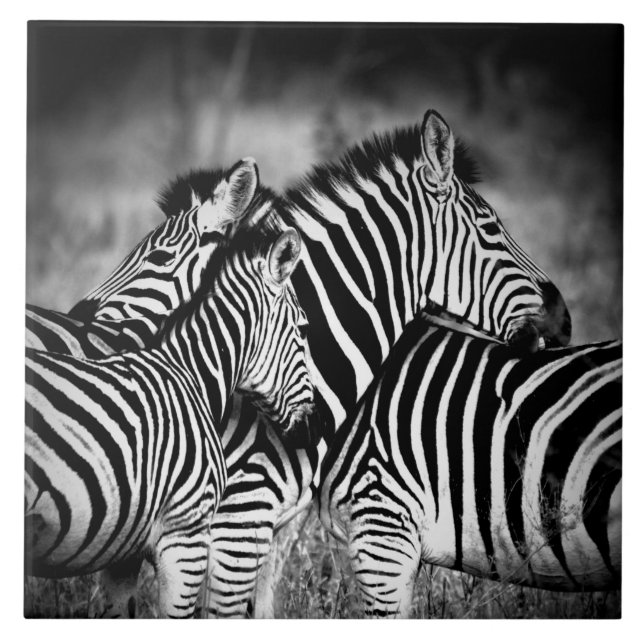 Azulejo De Cerâmica Zelo de Zebra (Frente)