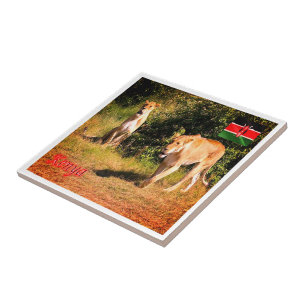 Azulejo De Cerâmica zKE005 KENYA, Lions, África,