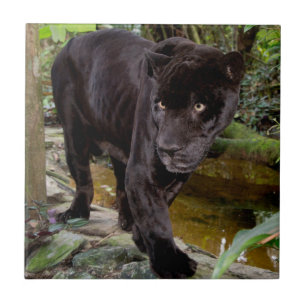 Azulejo De Cerâmica Zoológico da Cidade de Belize. Pantera preta
