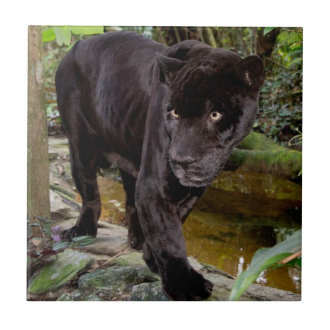Azulejo De Cerâmica Zoológico da Cidade de Belize. Pantera preta (Frente)
