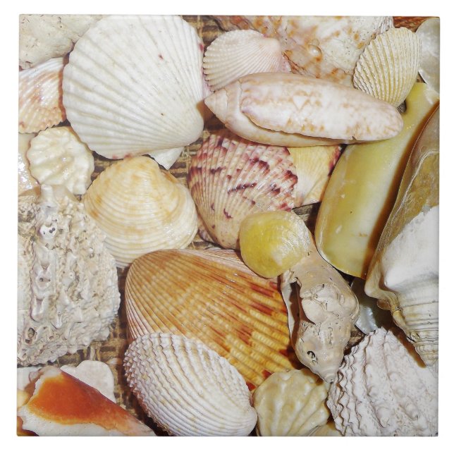 Azulejo de conchas (Frente)