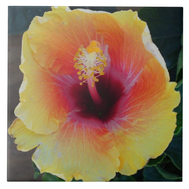 Azulejo de Flor Hibiscus (Frente)