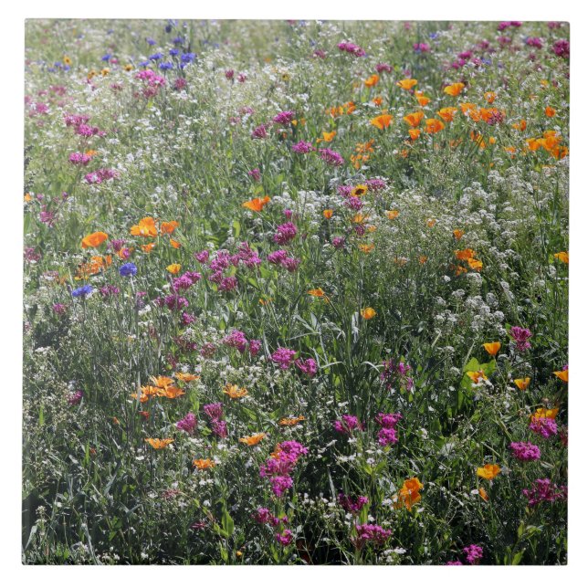 Azulejo de flores selvagens Grande 6" x 6" (Frente)