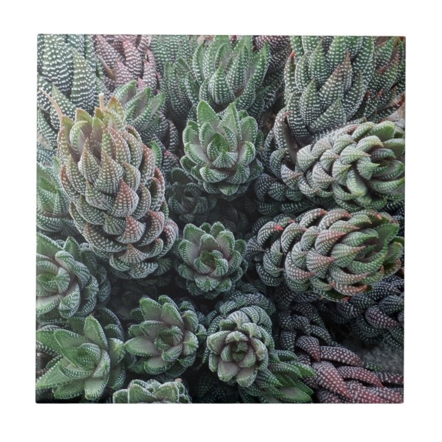 Azulejo de Foto Cerâmica Cactus Small (4,25" x 4,2 (Frente)
