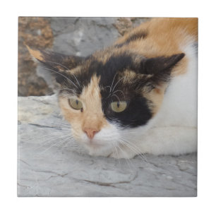 Azulejo de Foto Cerâmica para Gato Irritado Peque