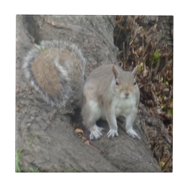 Azulejo de Foto Cerâmica Pequeno (4,25" x 4,25") (Frente)