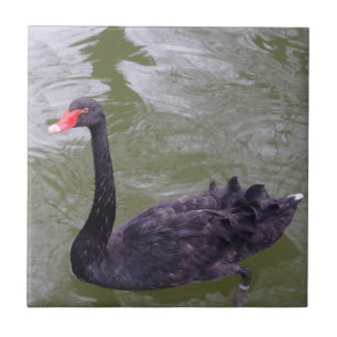Azulejo de Foto Cerâmica Swan Small (4,25" x 4,25"