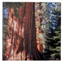 Azulejo de Fotografias Giant Sequoia