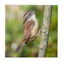 Azulejo De Fotos Cerâmicas Da Carolina Wren