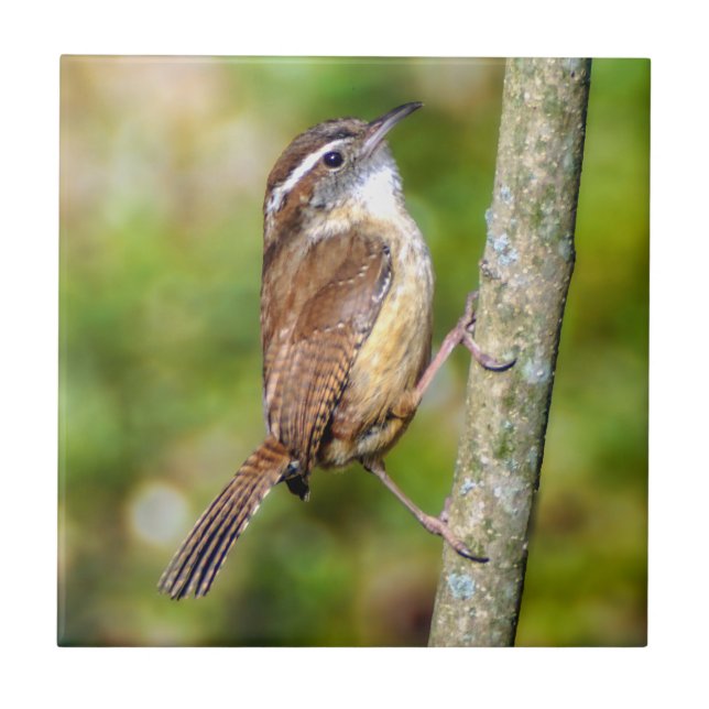 Azulejo De Fotos Cerâmicas Da Carolina Wren (Frente)