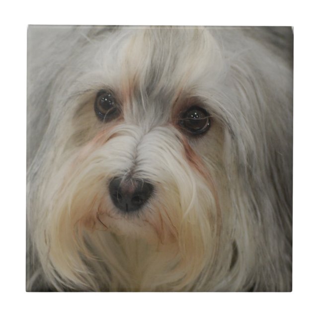Azulejo de Havanese (Frente)