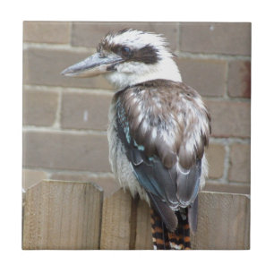 Azulejo de Kookaburra