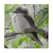 Azulejo de Kookaburra