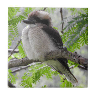Azulejo de Kookaburra