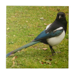 Azulejo de Magpie