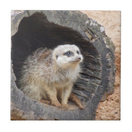 Azulejo de Meerkat