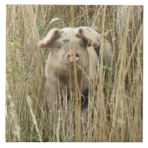 Azulejo de Porco Bonito