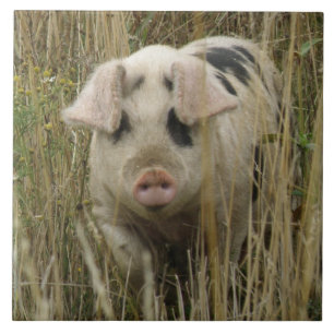 Azulejo de Porco Cujo