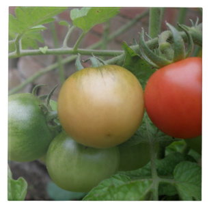 Azulejo de Tomates Luzes de Trânsito