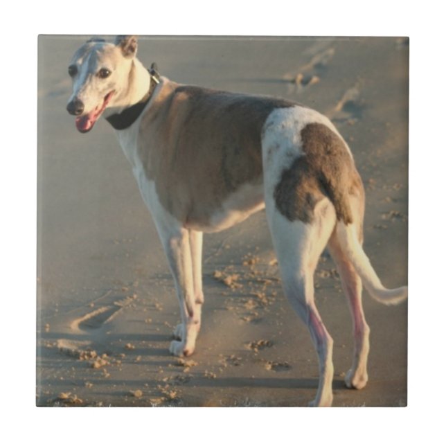 Azulejo de Whippet (Frente)