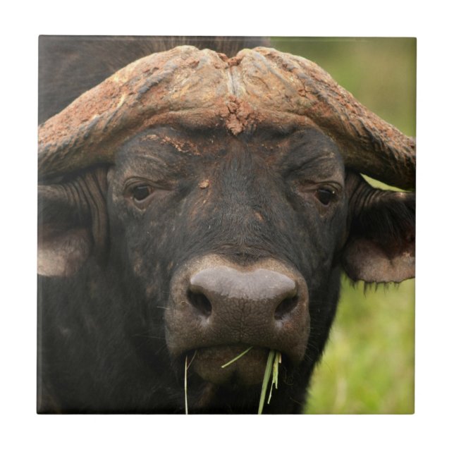 Azulejo do búfalo de água (Frente)