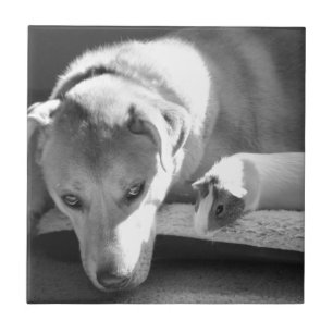 Azulejo do cão e da cobaia