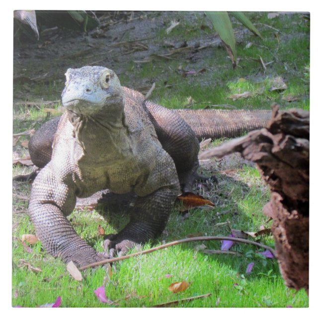 Azulejo do Dragão do Komodo (Frente)