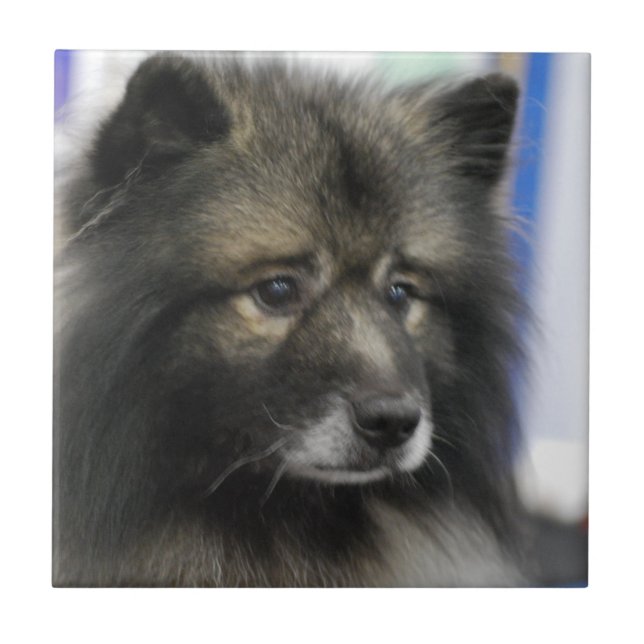 Azulejo do Keeshond (Frente)