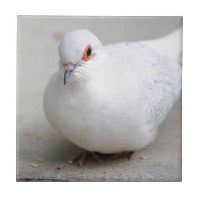 Azulejo do pássaro da pomba do diamante (Frente)