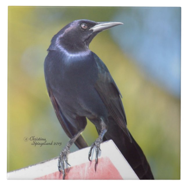 Azulejo do pássaro do melro de corvo do corvo (Frente)