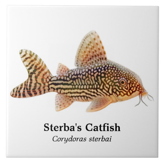 Azulejo do peixe-gato de Corydoras Sterbai (Frente)