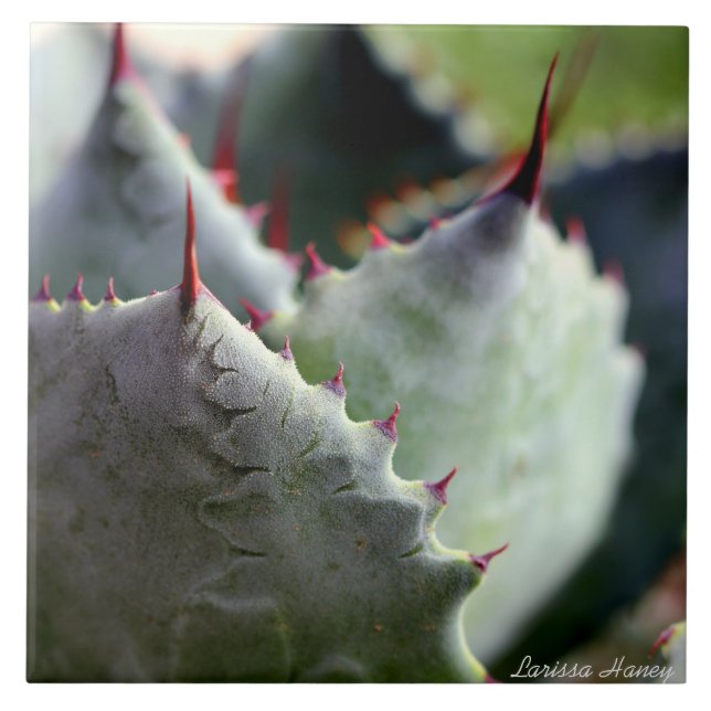 Azulejo do potatorum da agave (Frente)