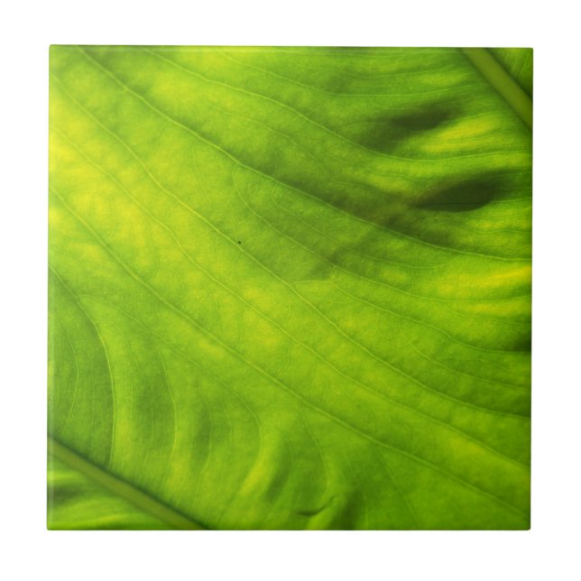 Azulejo do Taro da orelha de elefante (Frente)