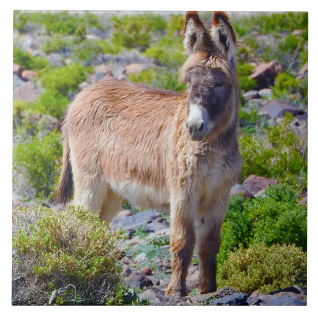Azulejo dos animais selvagens, burros cerâmicos, (Frente)