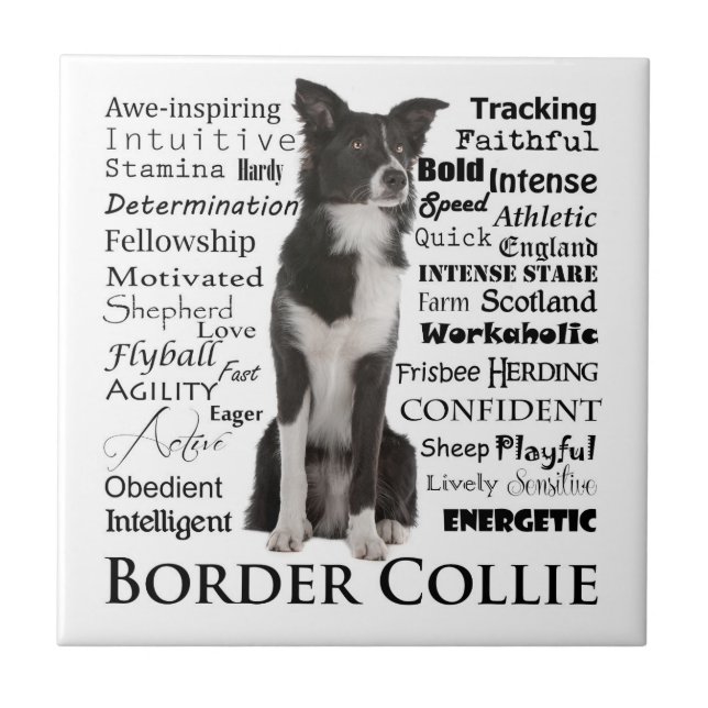 Azulejo dos traços de border collie (Frente)