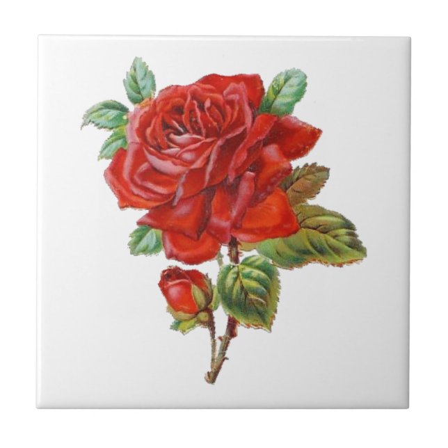 azulejo elegante de decoração da rosa vermelha Vin (Frente)