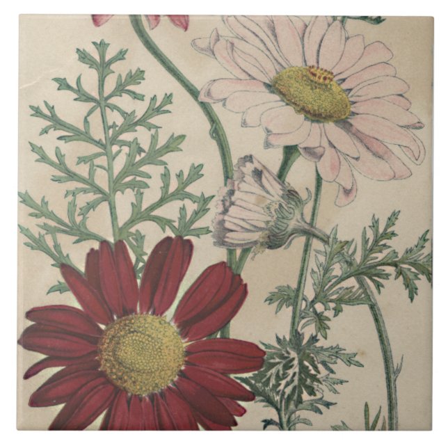 azulejo elegante de margarida (Frente)