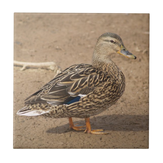 Azulejo fêmea Trivet do pato do pato selvagem (Frente)