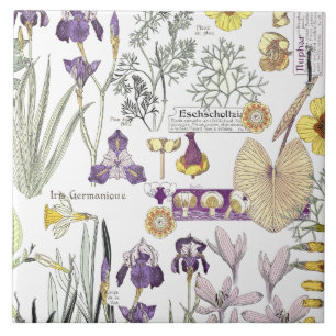 Azulejo francês da flor do vintage de Nouveau da