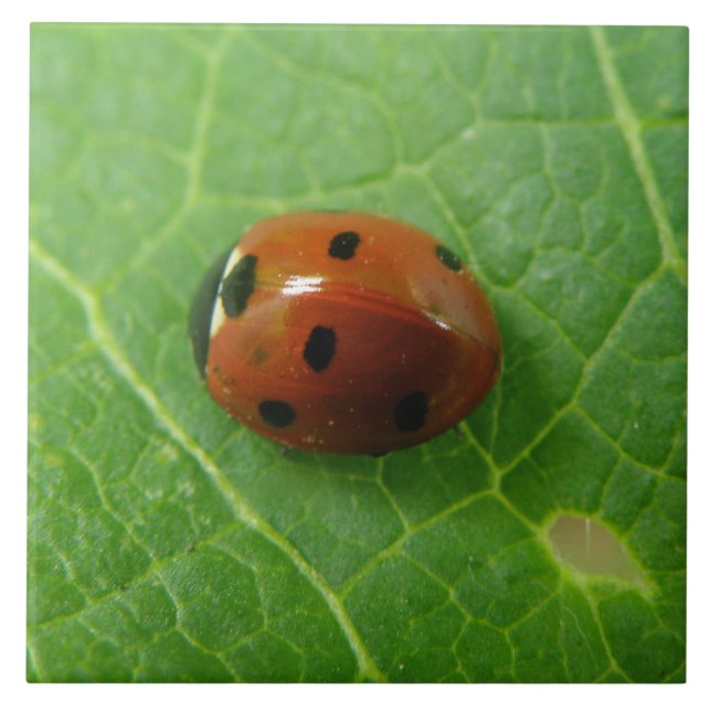 Azulejo Ladybug (Frente)