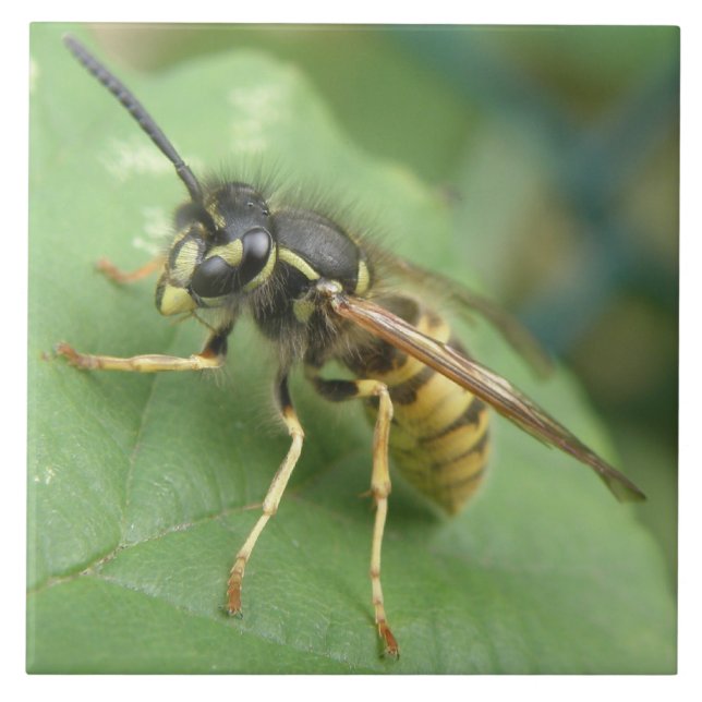 Azulejo Macro Hoverfly (Frente)