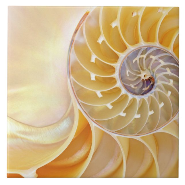 Azulejo Nautilus Cerâmico (Frente)
