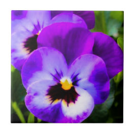 Azulejo Pansy Roxo