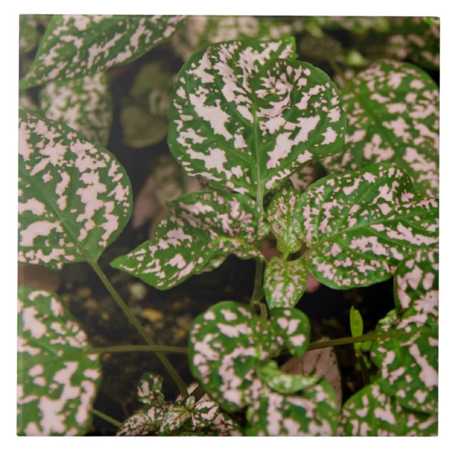 Azulejo - planta cor-de-rosa das bolinhas (Frente)