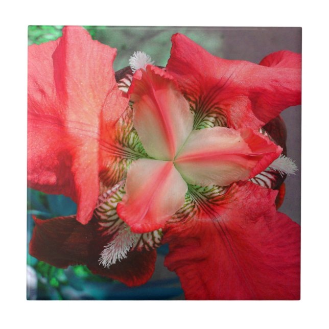 Azulejo Red Iris (Frente)