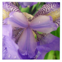 azulejo roxo abstrato da flor do lírio