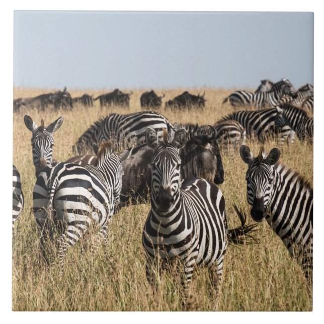 Azulejo Zebra Cerâmica de Grant (Frente)