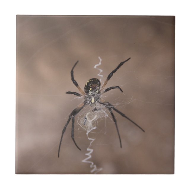 Azulejos Cerâmicos de Aranha (Frente)